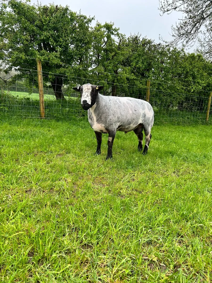 Dutch Spotted Ram - Image 2
