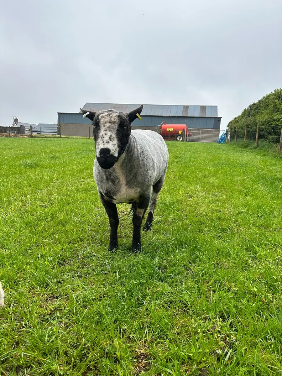 Dutch Spotted Ram - Image 3