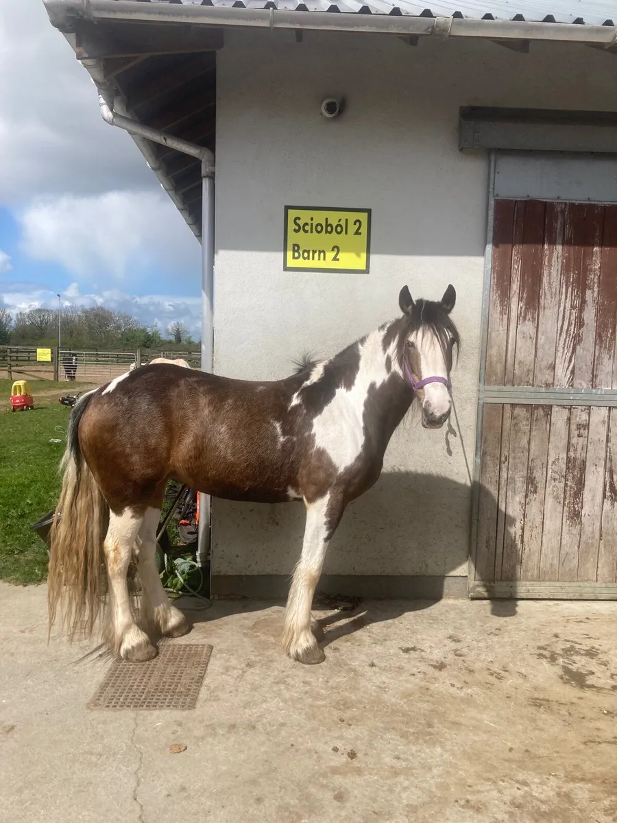 ☘️Irish draught X Cob Mare 15.2 - Image 1