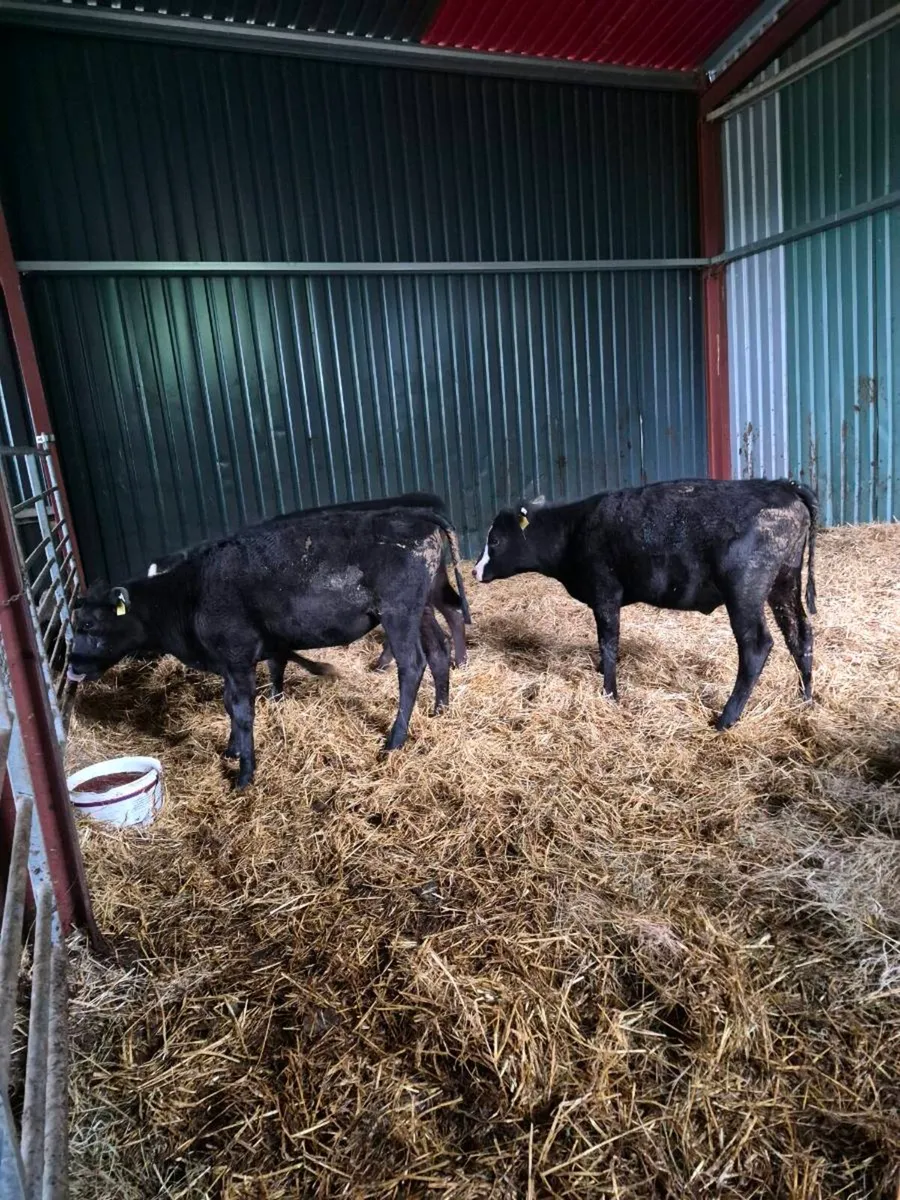 Angus Heifer weanlings - Image 1