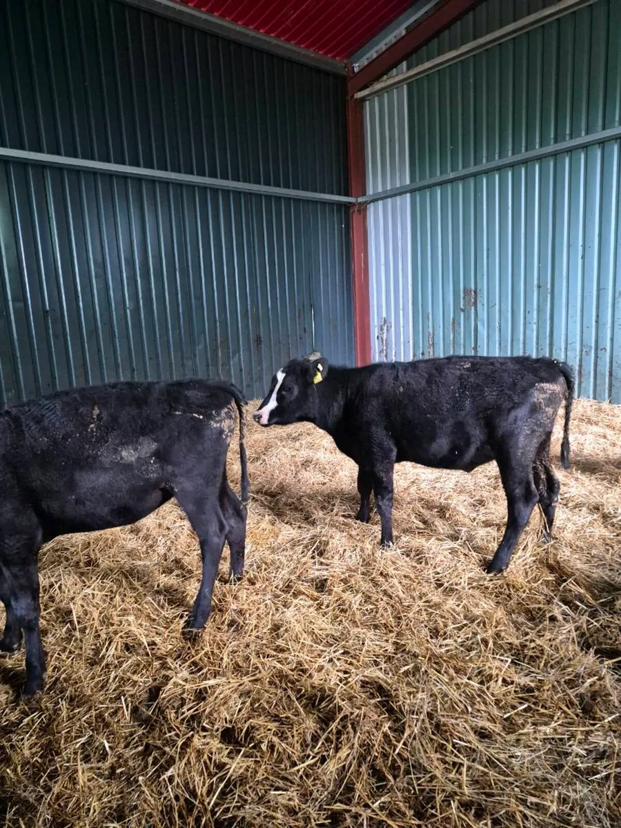Angus Heifer weanlings - Image 2