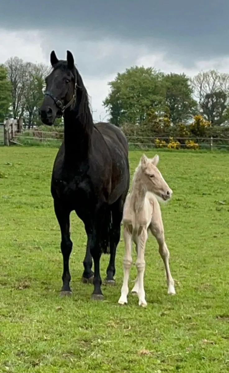 Palomino Stallion At Stud - Image 4