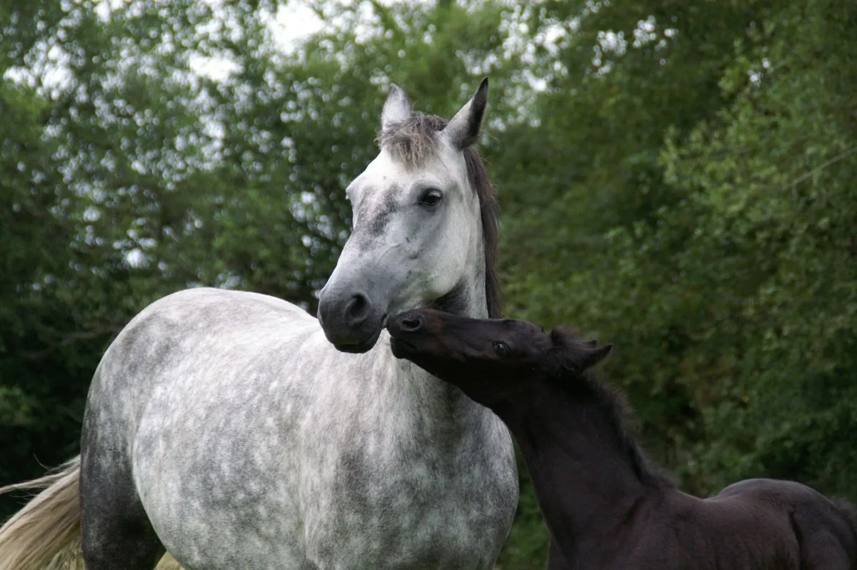 Connemara mare in foal to Harper Du Seigneur - Image 1