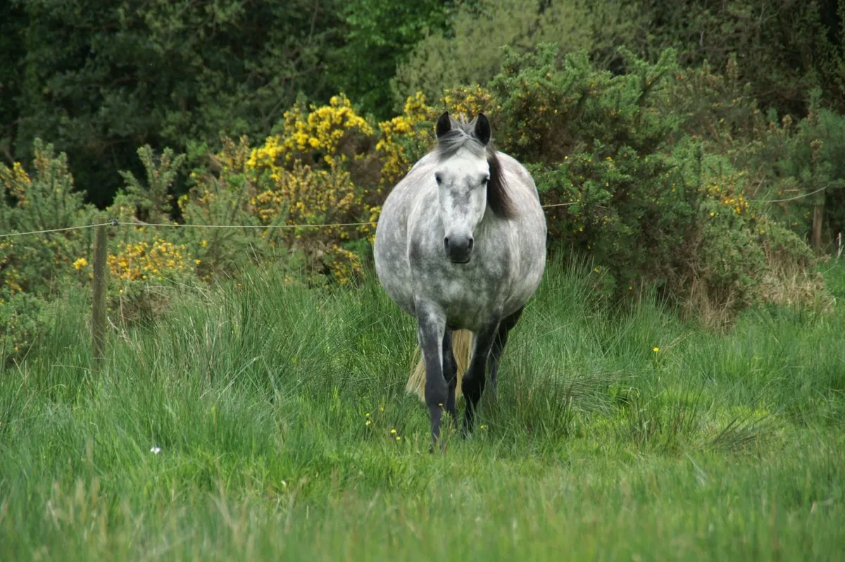 Connemara mare in foal to Harper Du Seigneur - Image 2