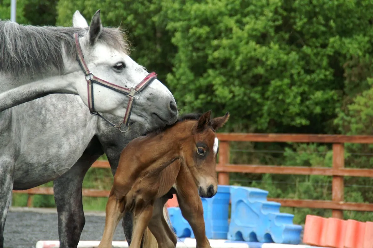 Connemara mare in foal to Harper Du Seigneur - Image 4