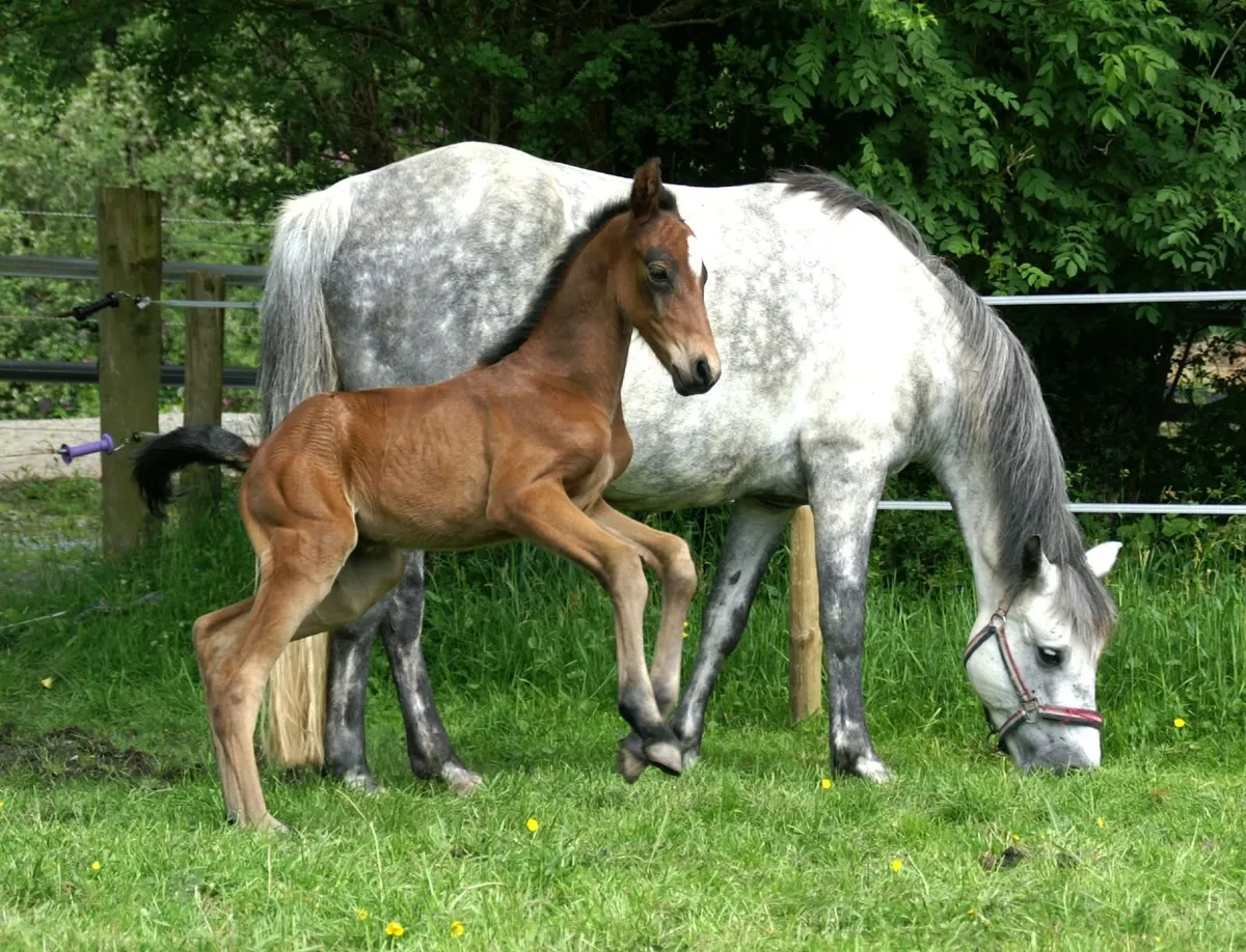 Connemara mare in foal to Harper Du Seigneur - Image 3