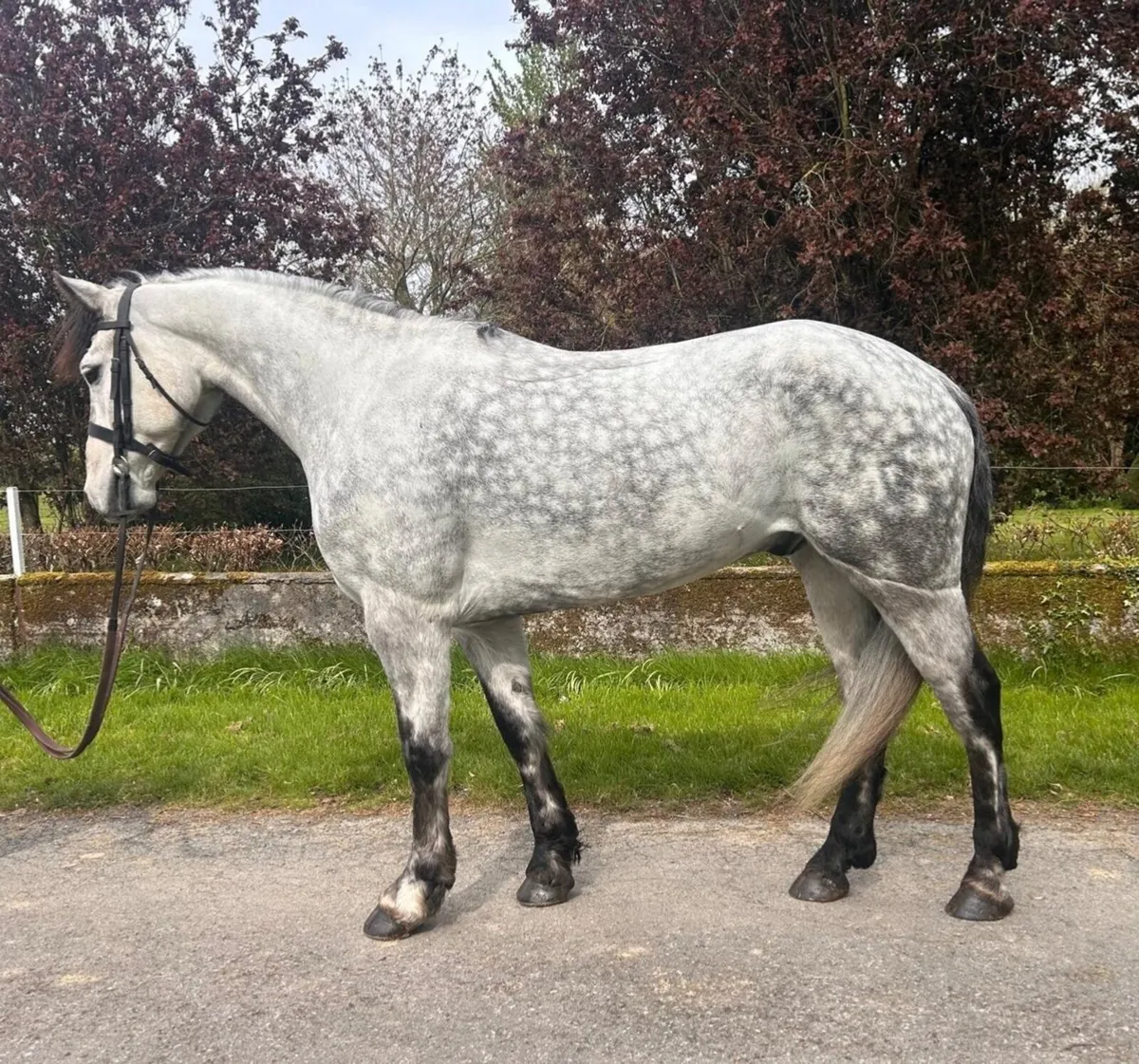 Connemara performance pony - Image 1