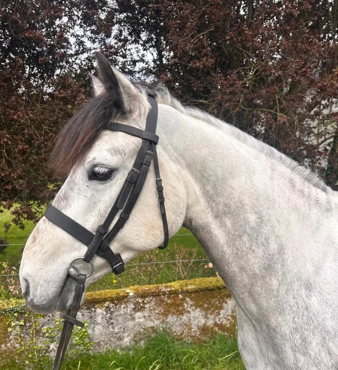 Connemara performance pony - Image 2