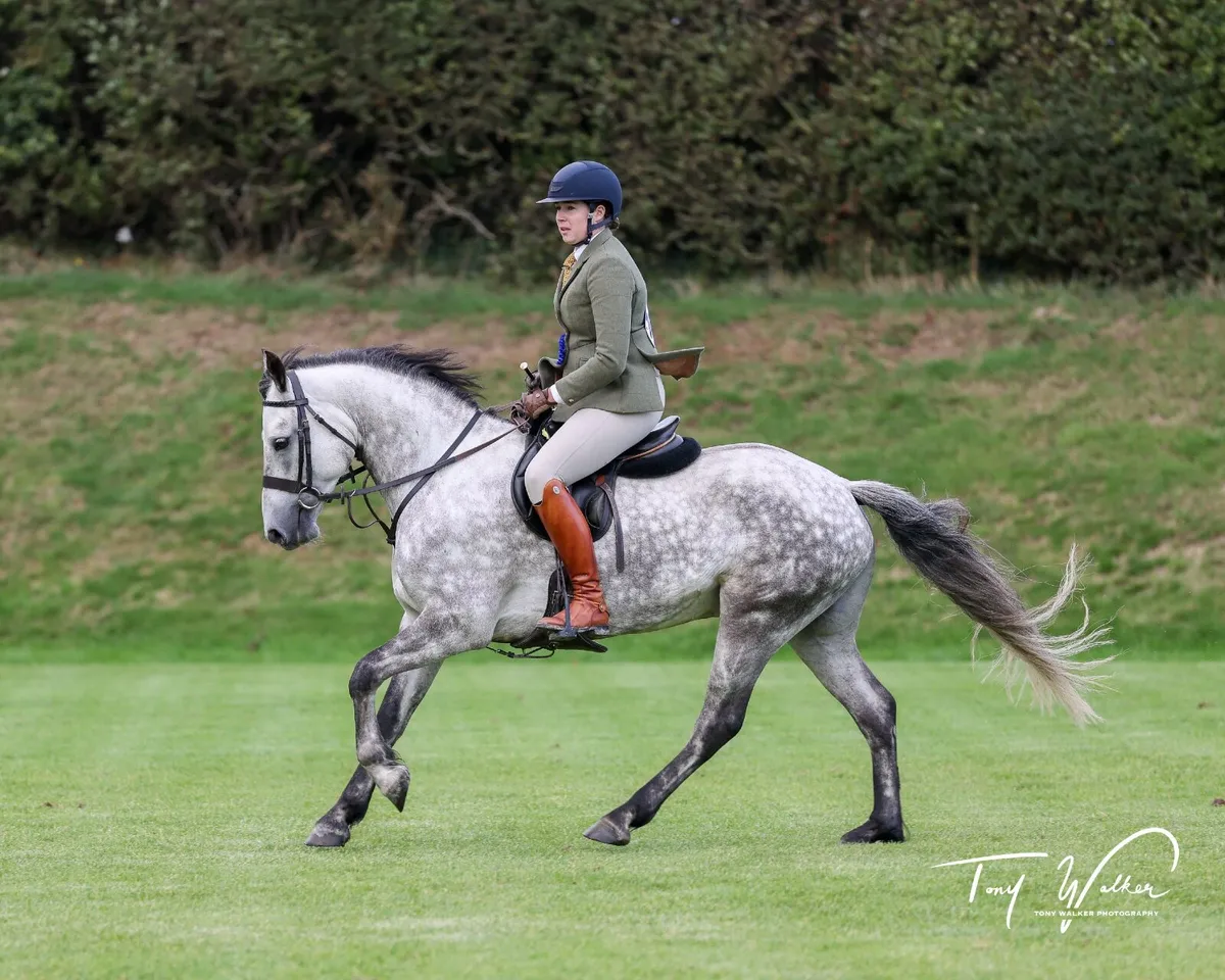 Connemara performance pony - Image 3