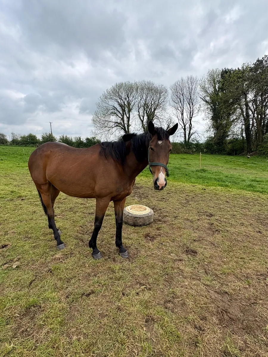 NH  Broodmare . Price on Request - Image 1