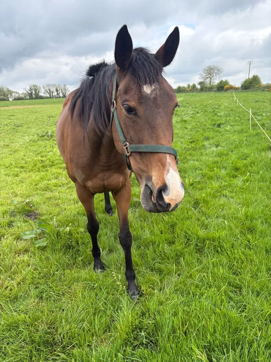 NH  Broodmare . Price on Request - Image 2