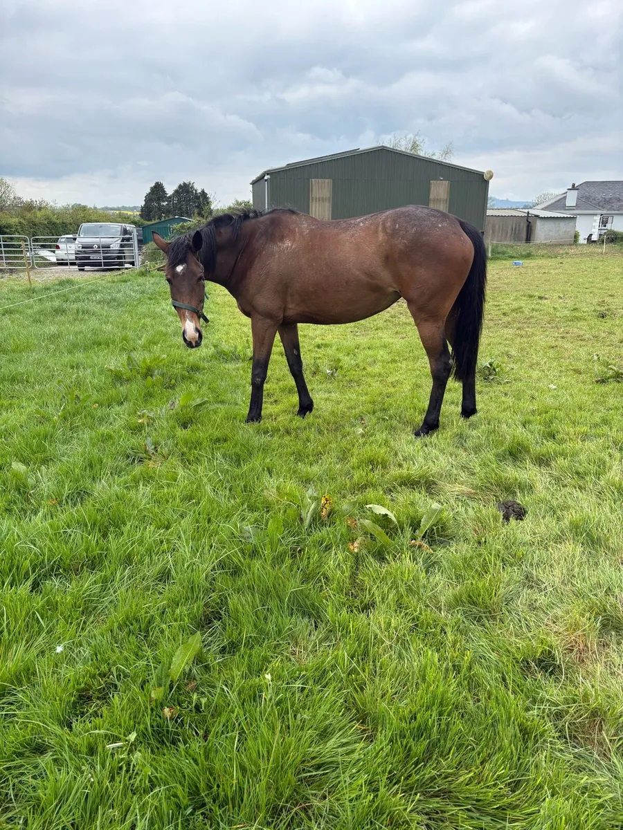 NH  Broodmare . Price on Request - Image 3