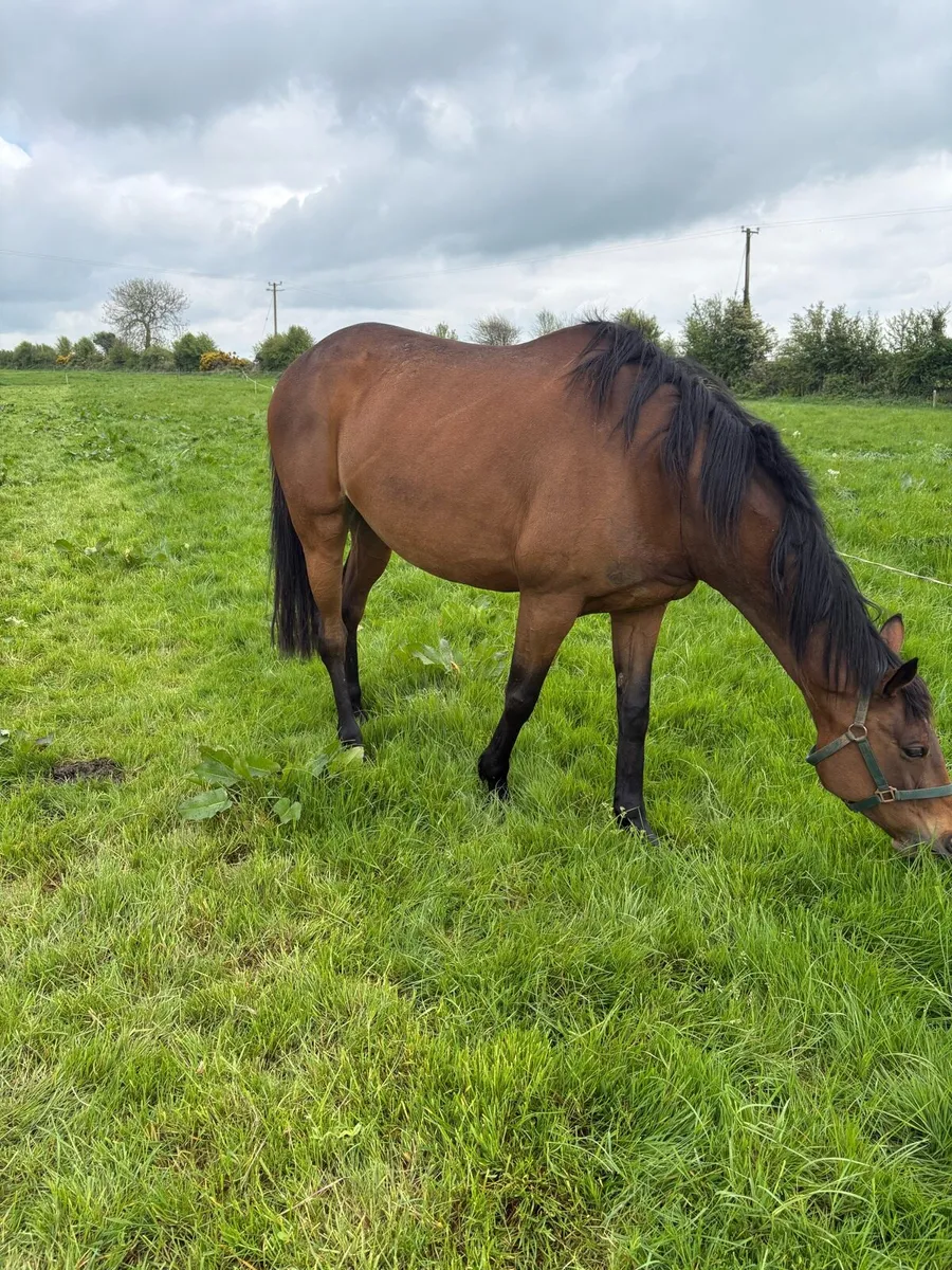 NH  Broodmare . Price on Request - Image 4