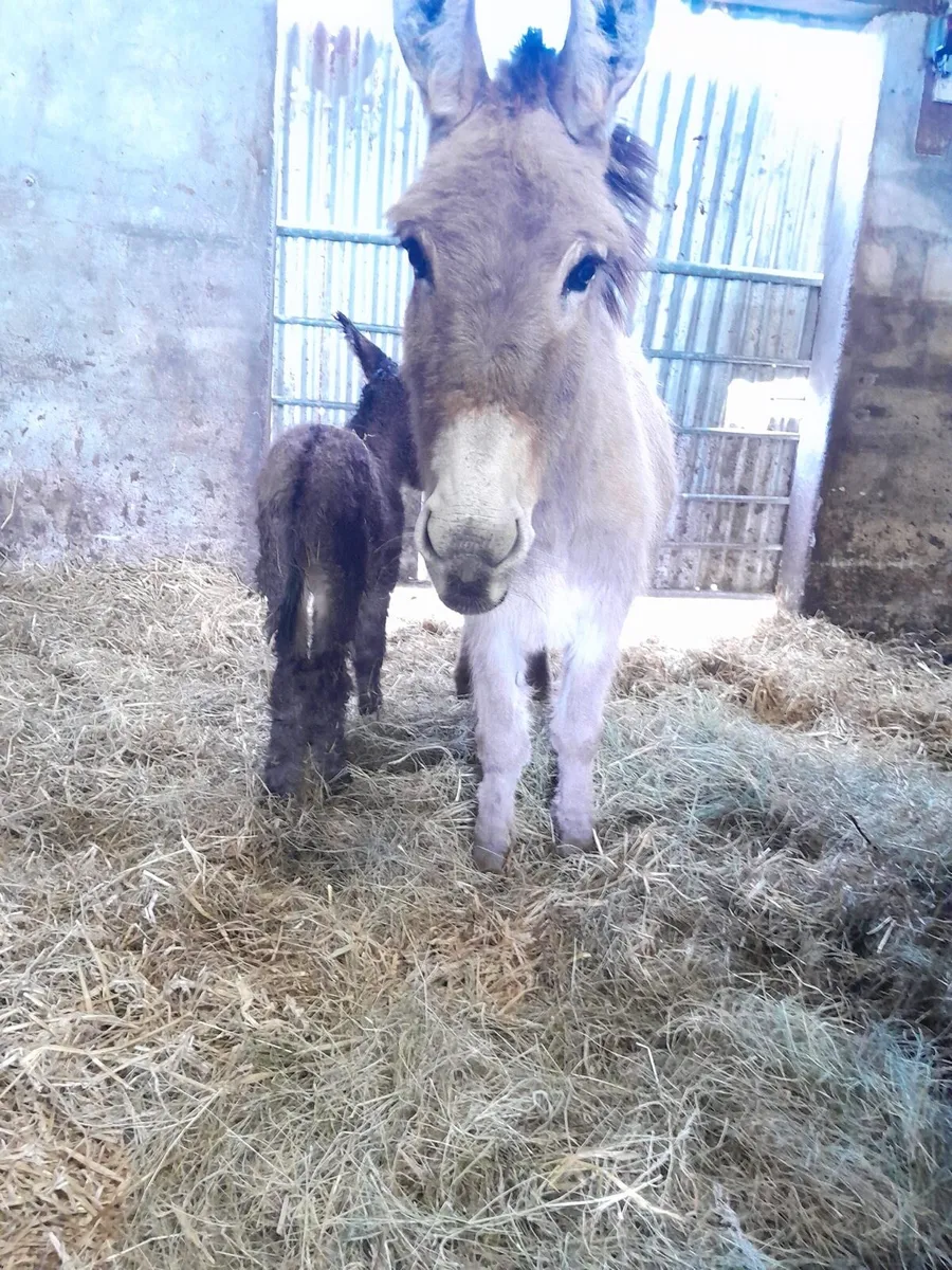 4 Yr Old Mare & Jack Foal at Foot - Image 3