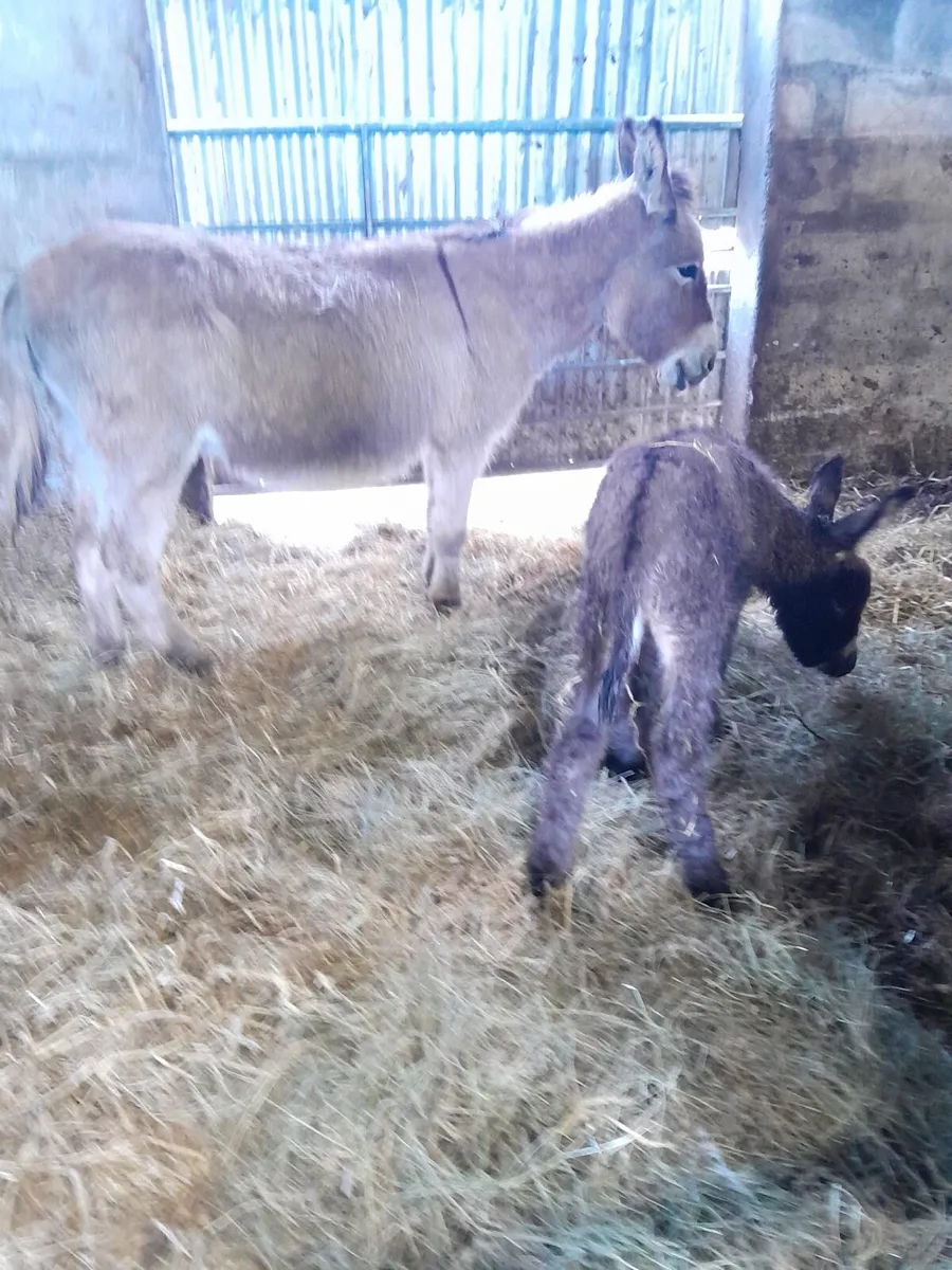 4 Yr Old Mare & Jack Foal at Foot - Image 4