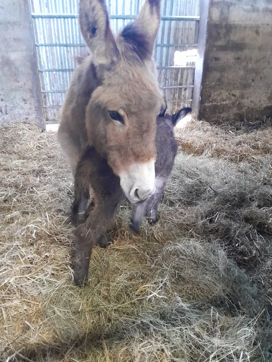 4 Yr Old Mare & Jack Foal at Foot - Image 1