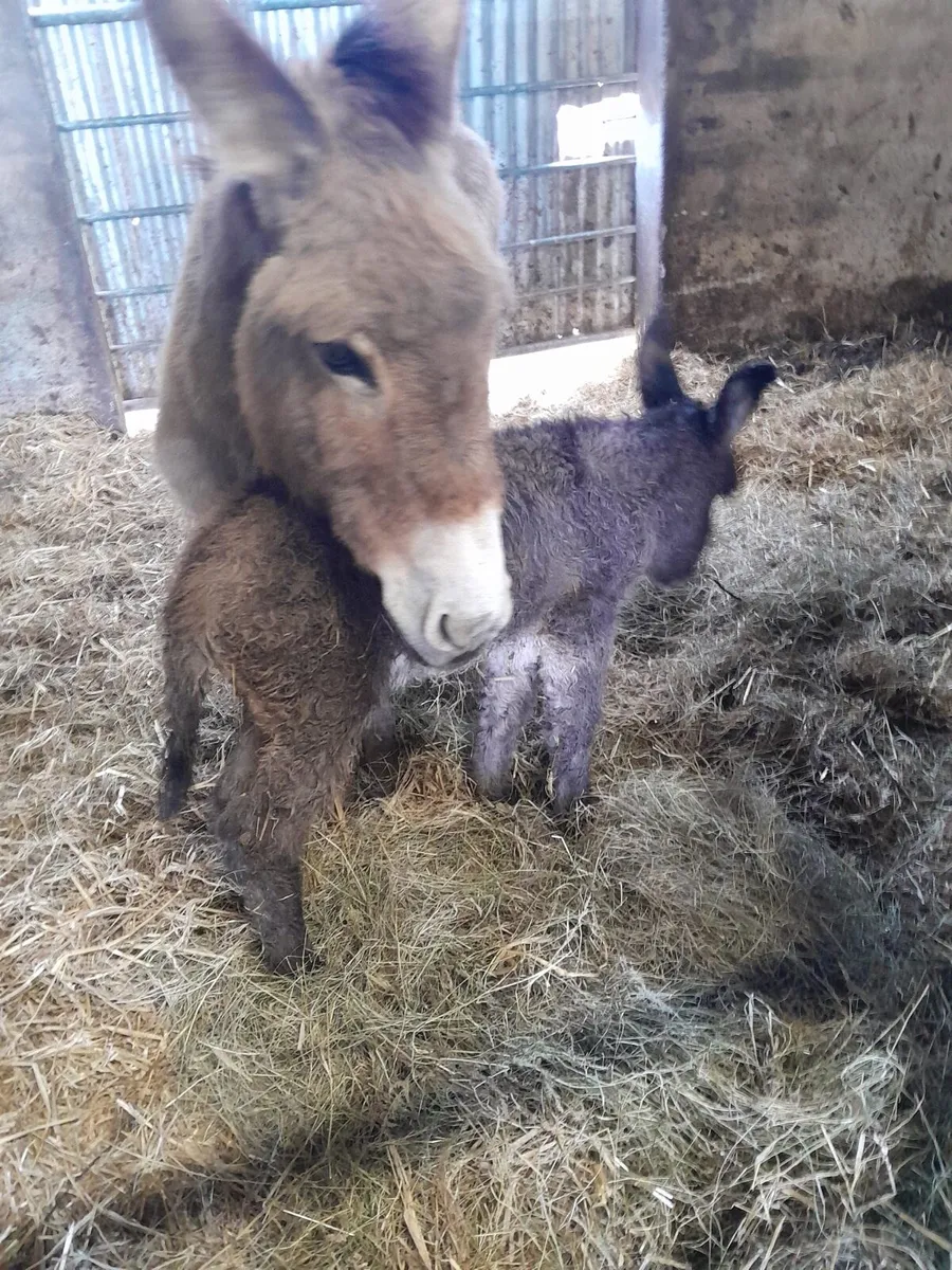 4 Yr Old Mare & Jack Foal at Foot - Image 2