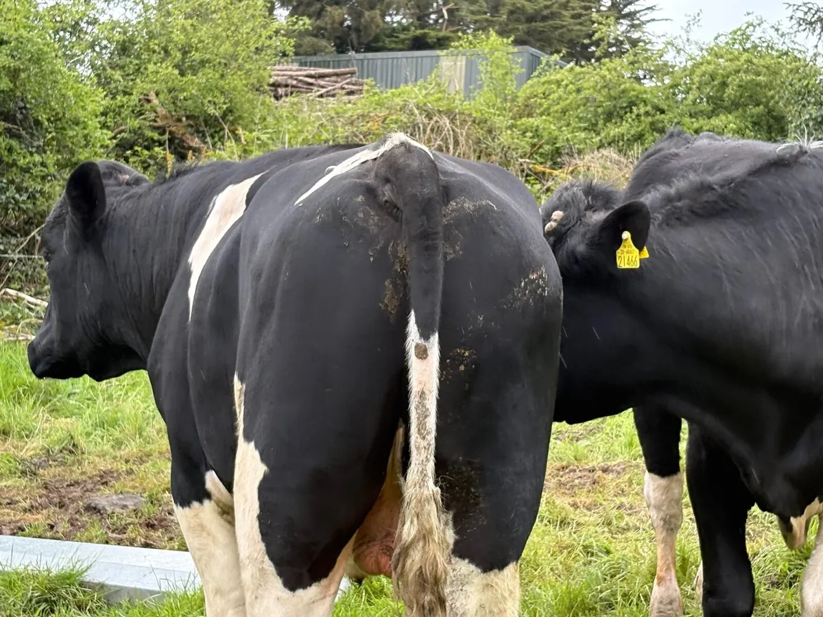 Friesian bulls - Image 1