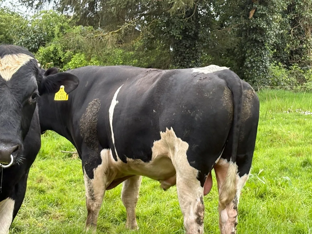 Friesian bulls - Image 2