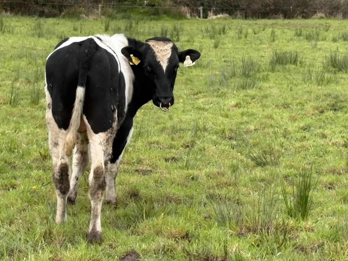 Friesian bulls - Image 3