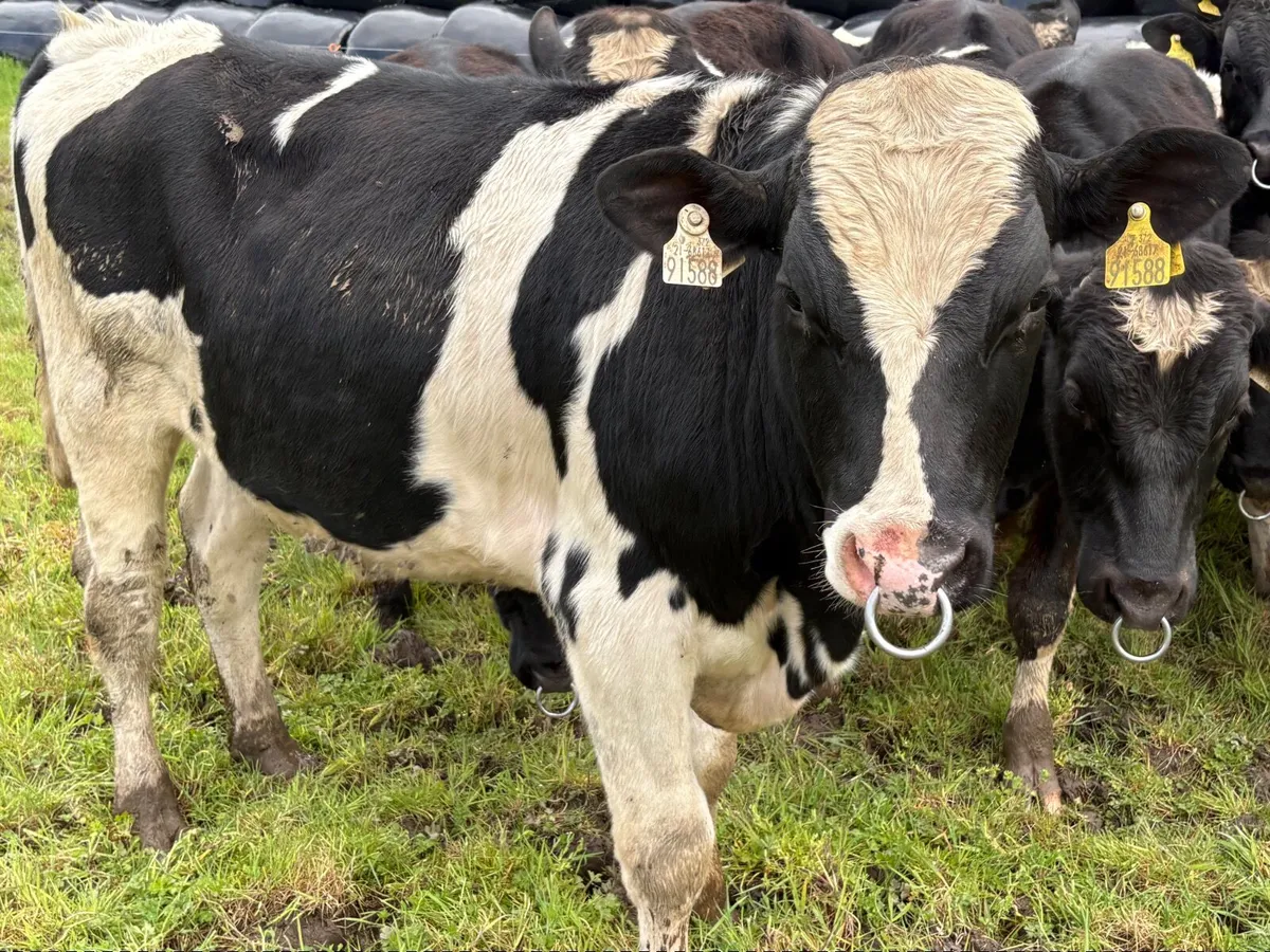 Friesian bulls - Image 4