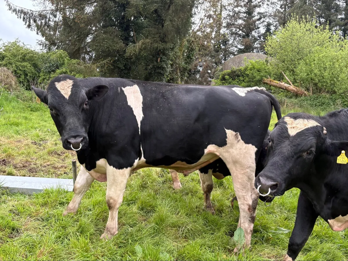 Friesian bulls PBR - Image 4