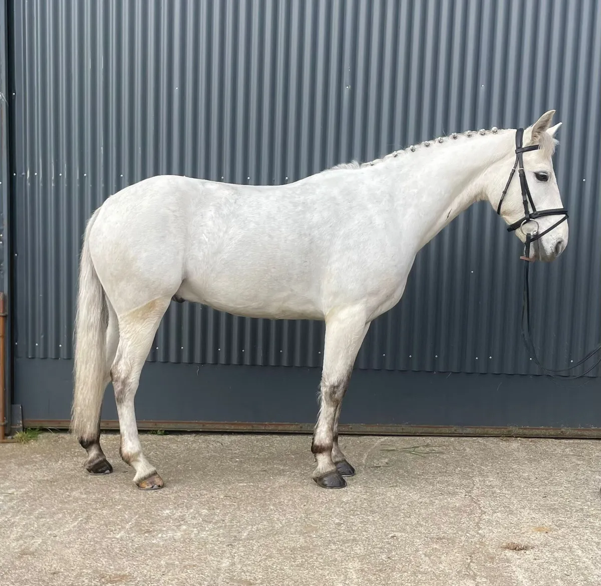 Pony - Image 1
