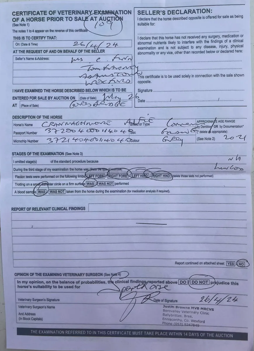 Pony - Image 2