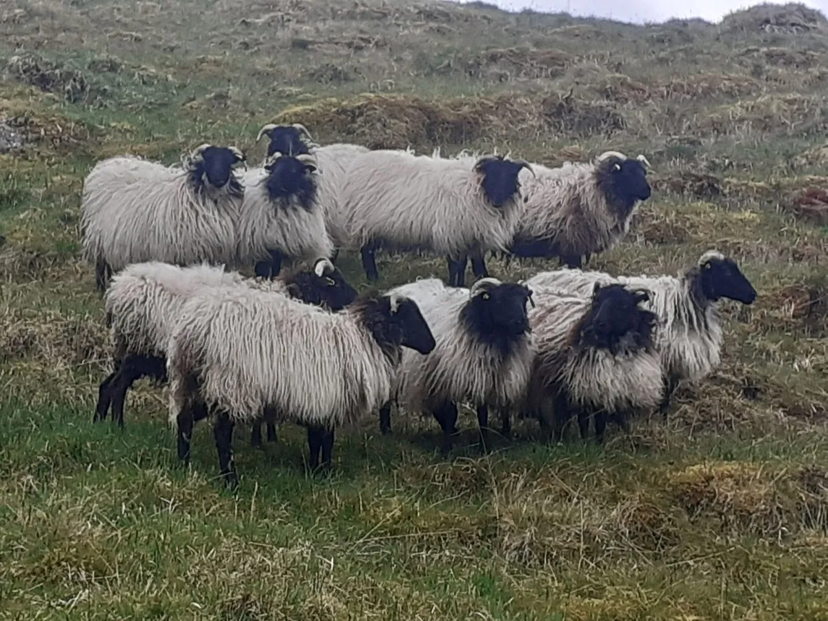 💥💥 Mayo/Connemara Blackface Mountain Hoggets💥💥 - Image 3