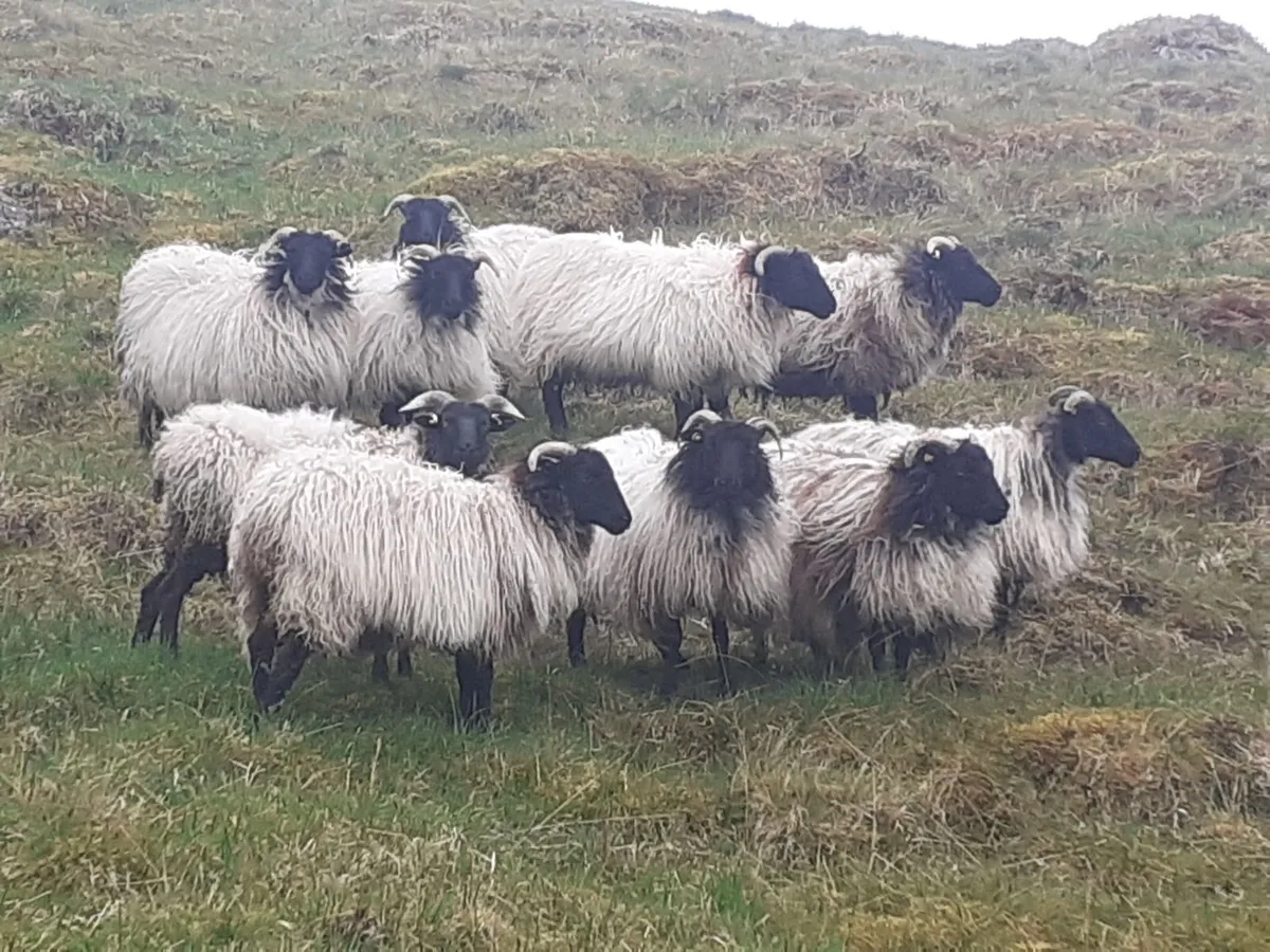 💥💥 Mayo/Connemara Blackface Mountain Hoggets💥💥 - Image 4