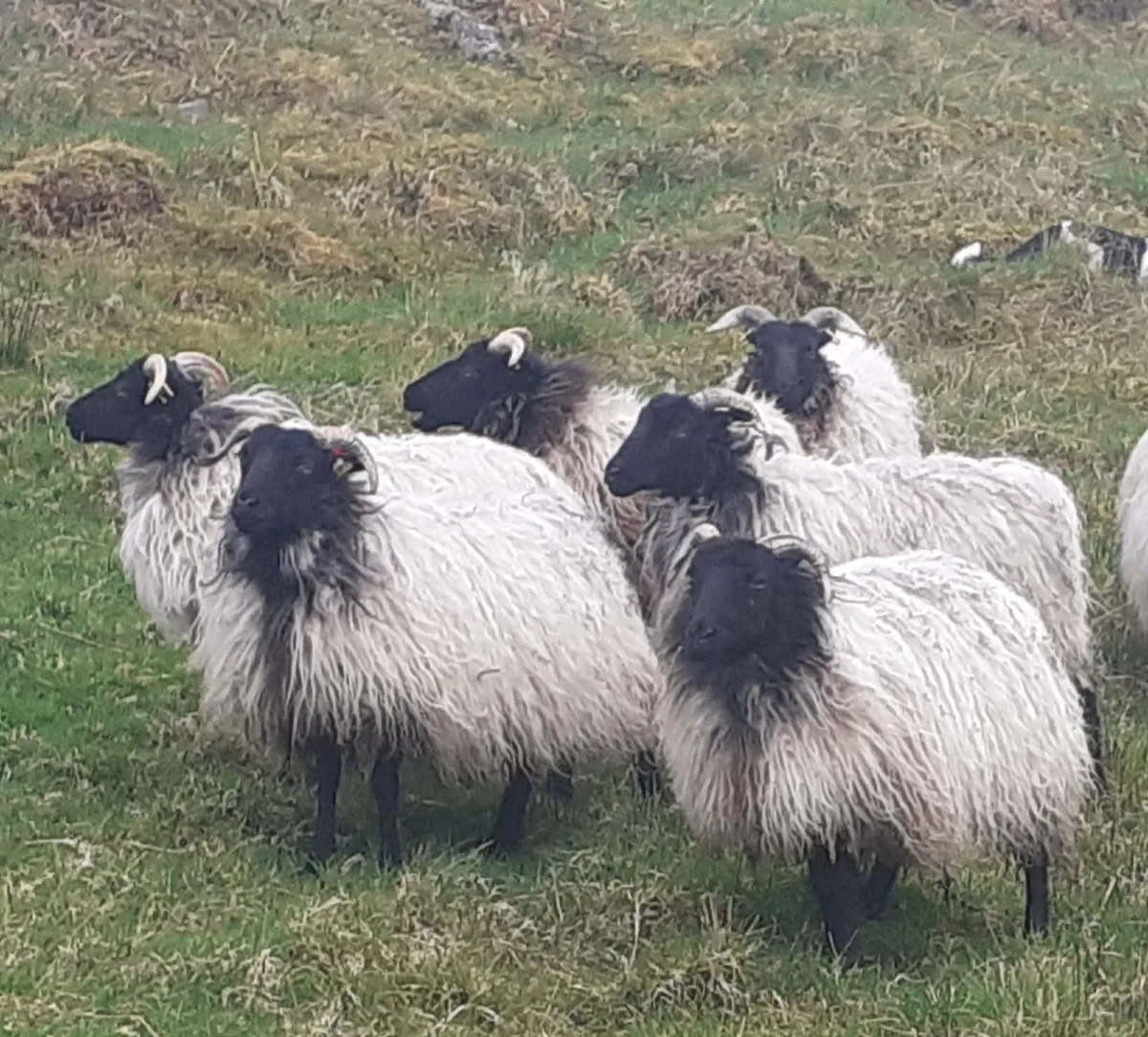 💥💥 Mayo/Connemara Blackface Mountain Hoggets💥💥 - Image 2