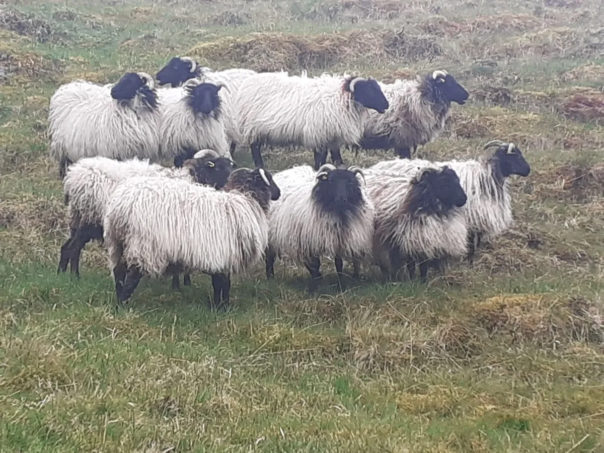 💥💥 Mayo/Connemara Blackface Mountain Hoggets💥💥 - Image 1