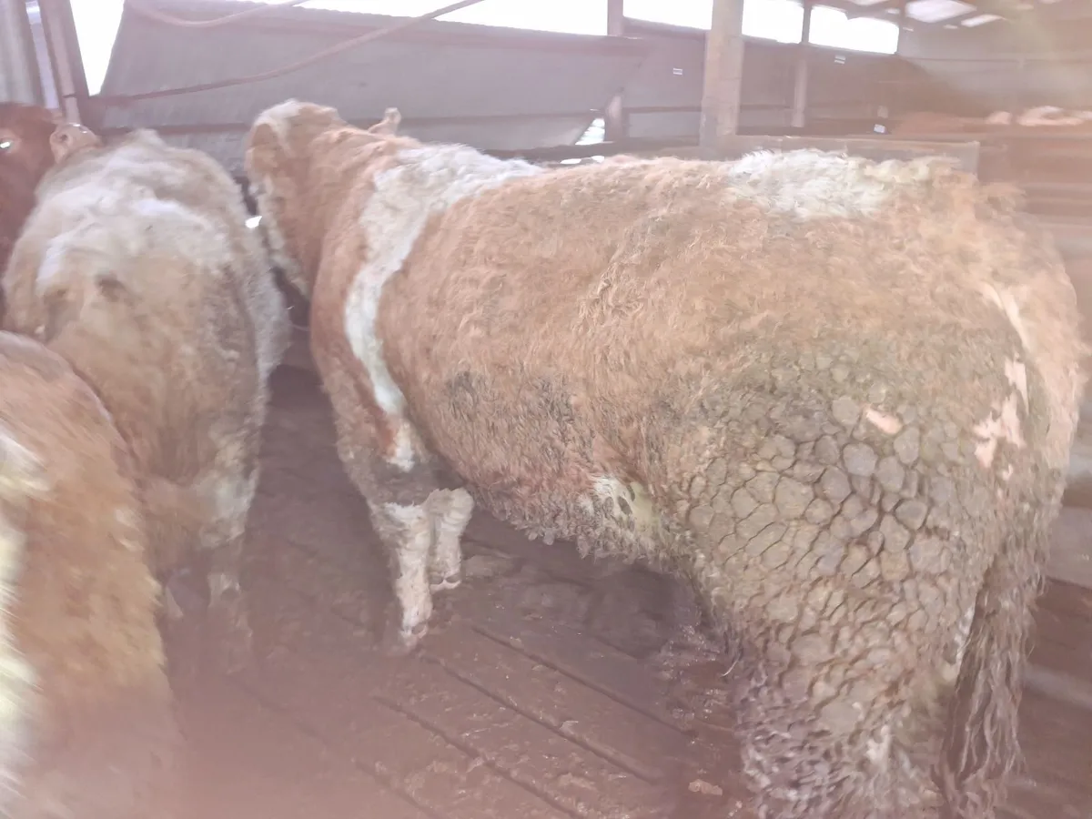 Simmental bull - Image 3