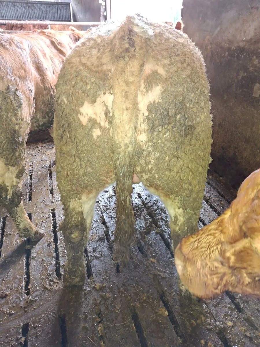 Simmental bull - Image 4