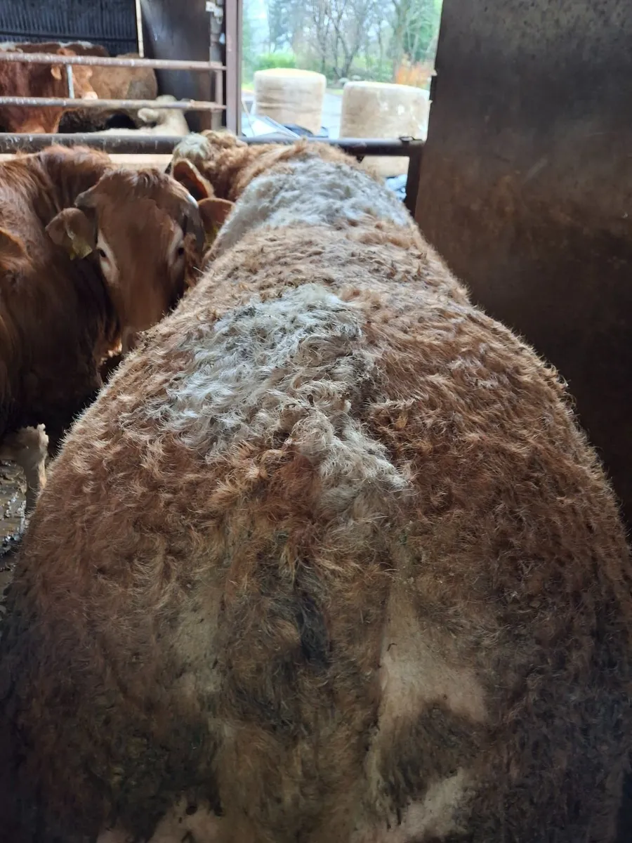 Simmental bull - Image 1