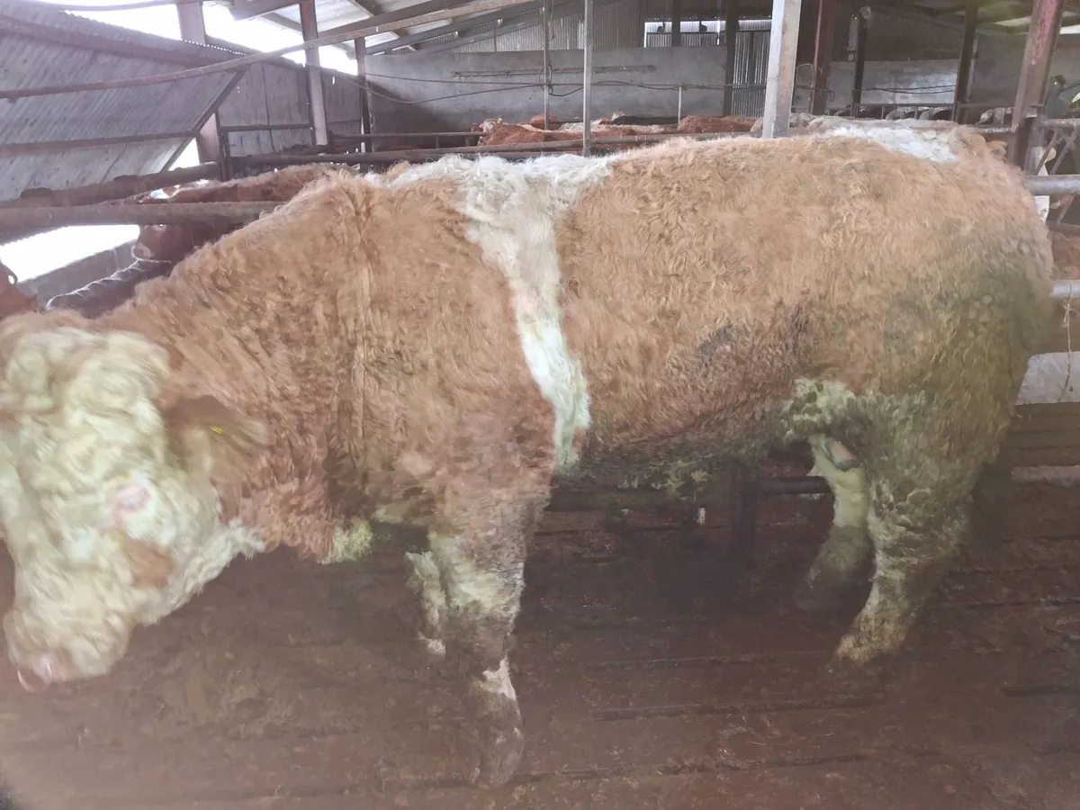 Simmental bull - Image 4