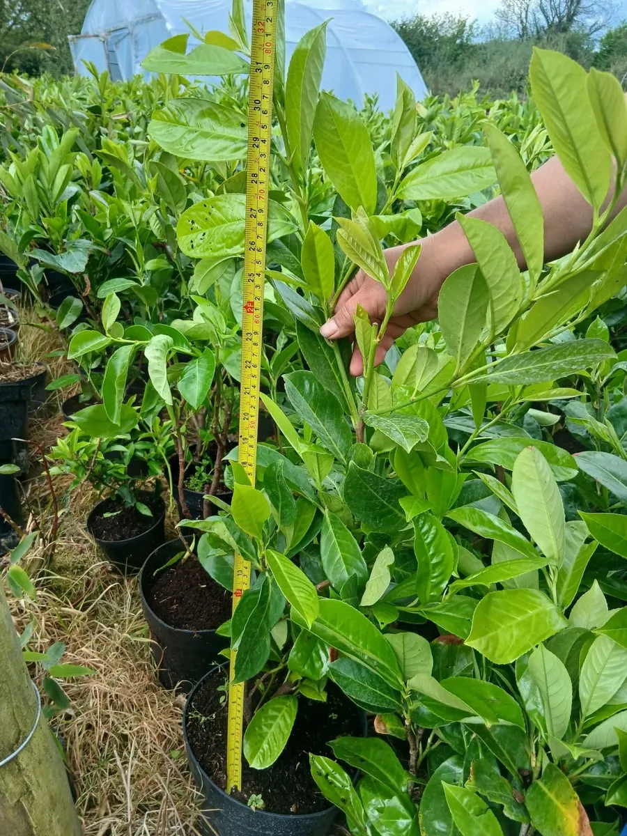 Instant Hedge - Bushy plants just under 3ft tall. - Image 2