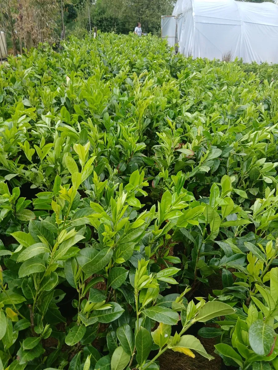 Instant Hedge - Bushy plants just under 3ft tall. - Image 3