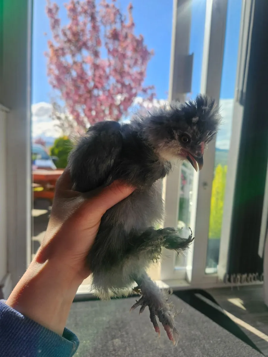 Usa Silkie chick - Image 2
