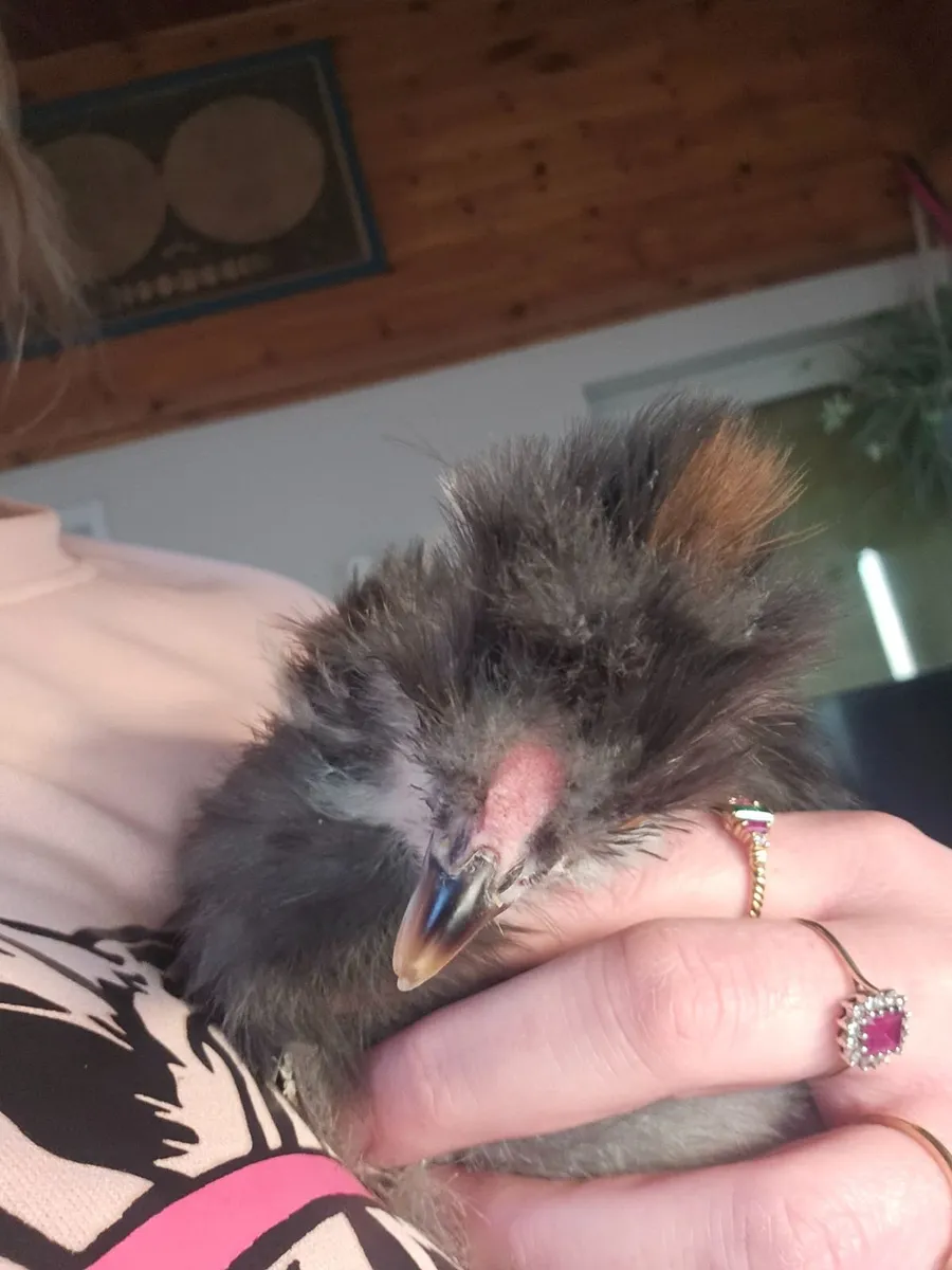 Usa Silkie chick - Image 3