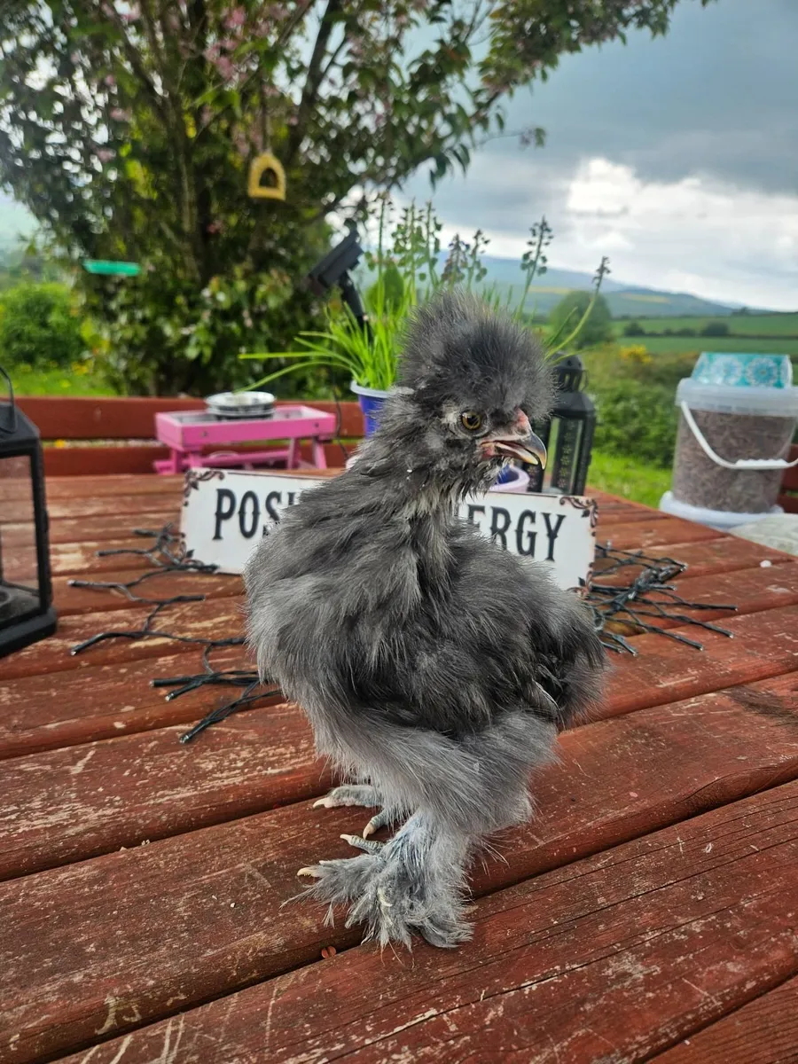 Usa Silkie chick - Image 4