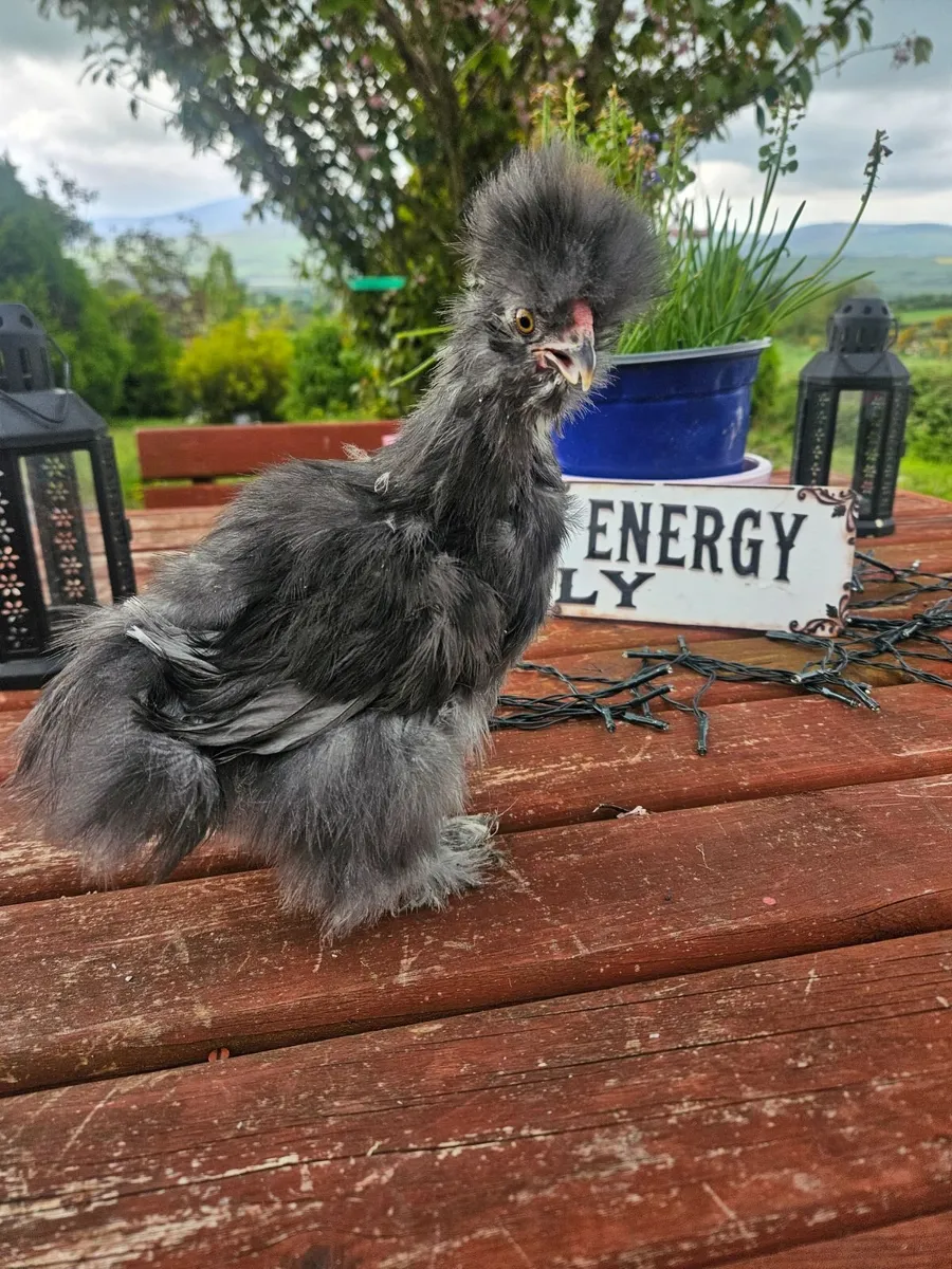 Usa Silkie chick - Image 1