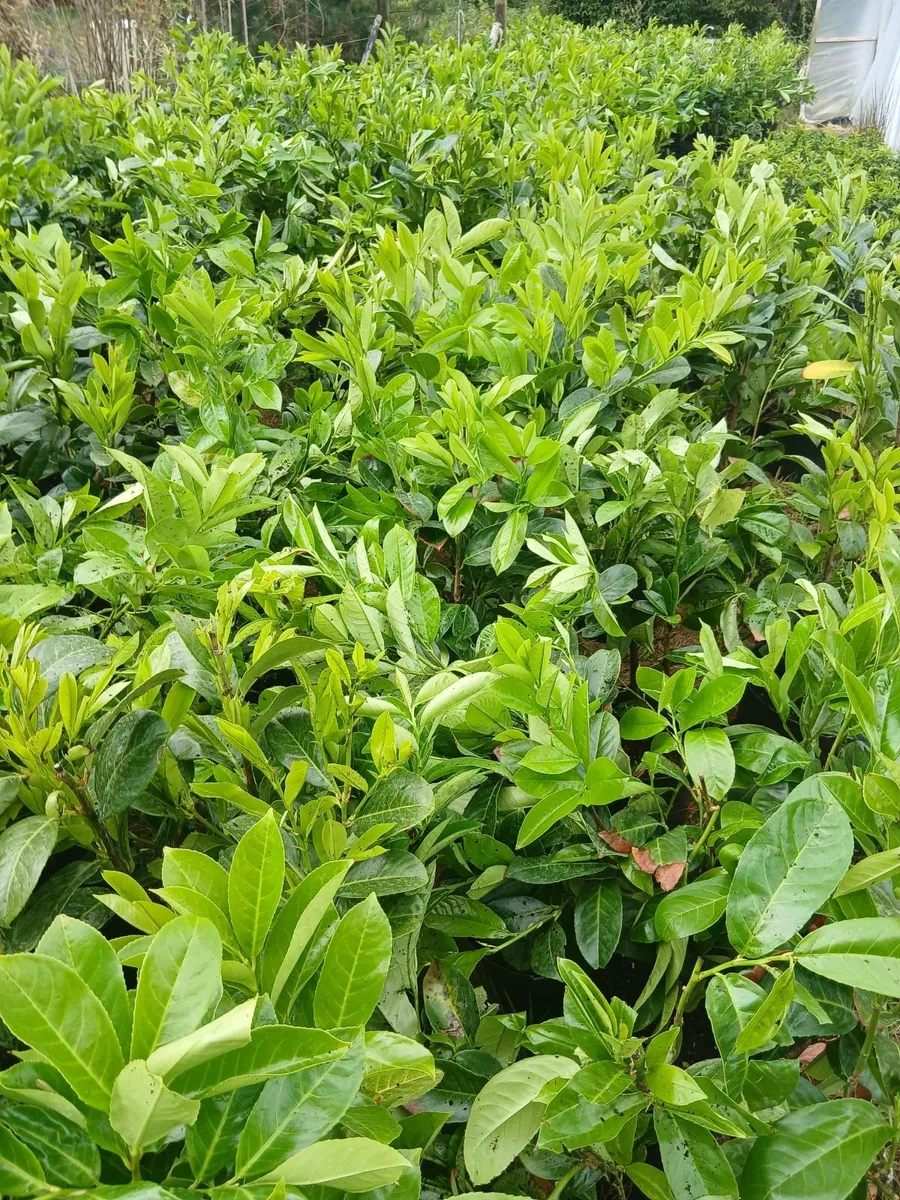 INSTANT LAUREL HEDGING €8.50 per large plant. - Image 3