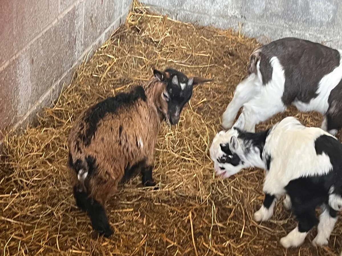 Pygmy goats - Image 1