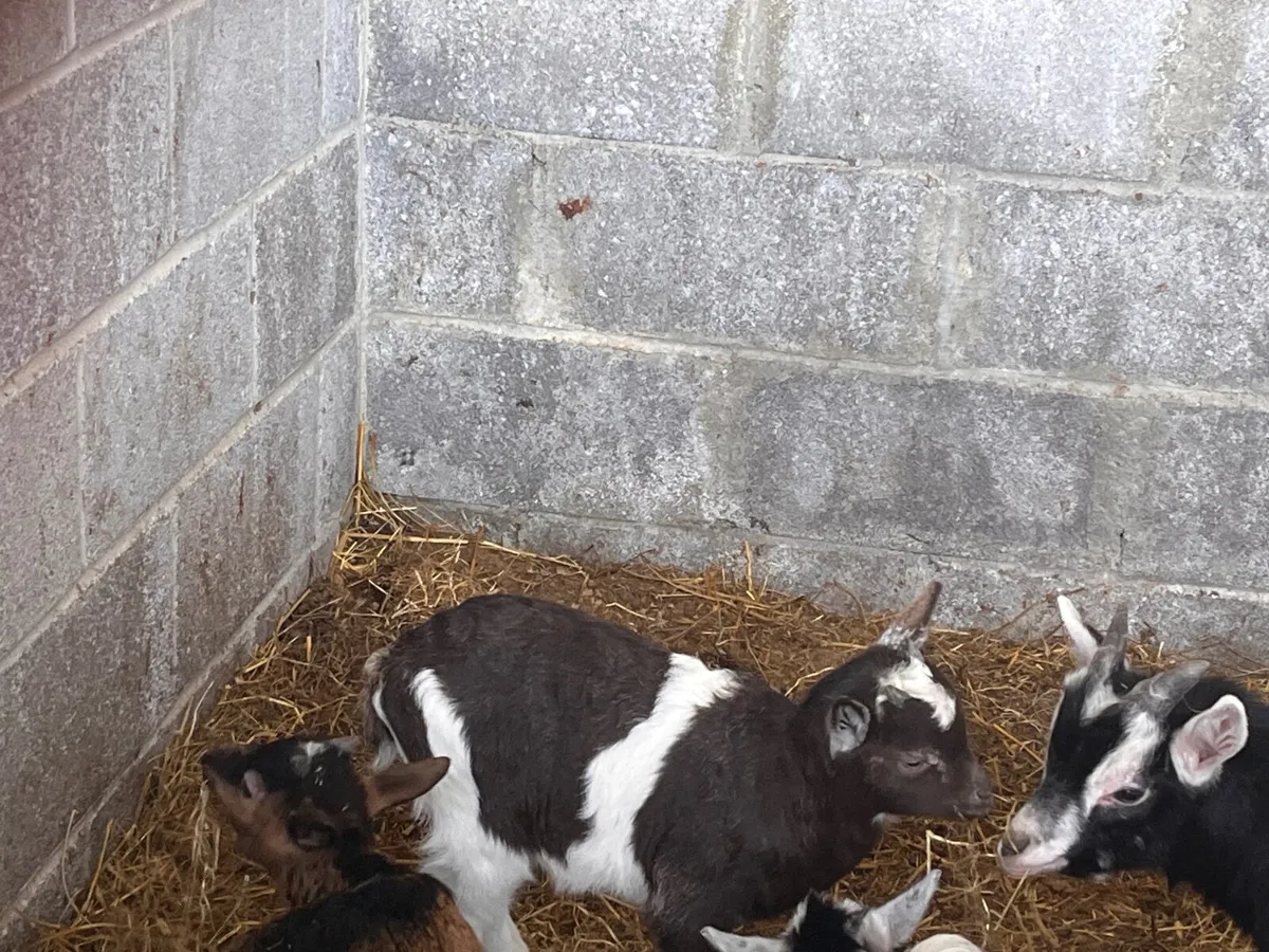 Pygmy goats - Image 2