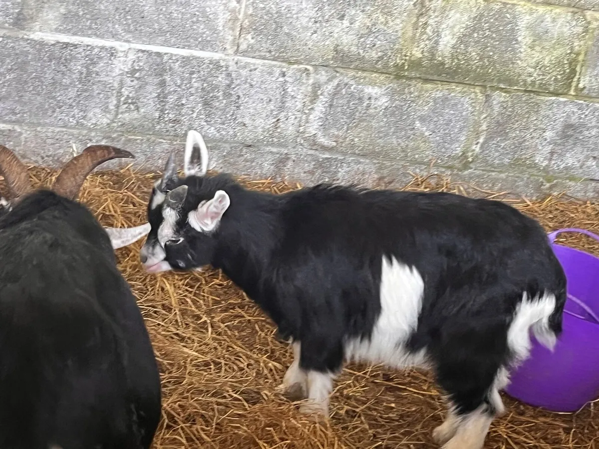 Pygmy goats - Image 3