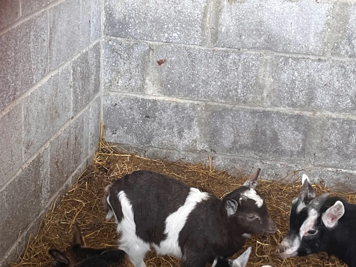 Pygmy goats - Image 4