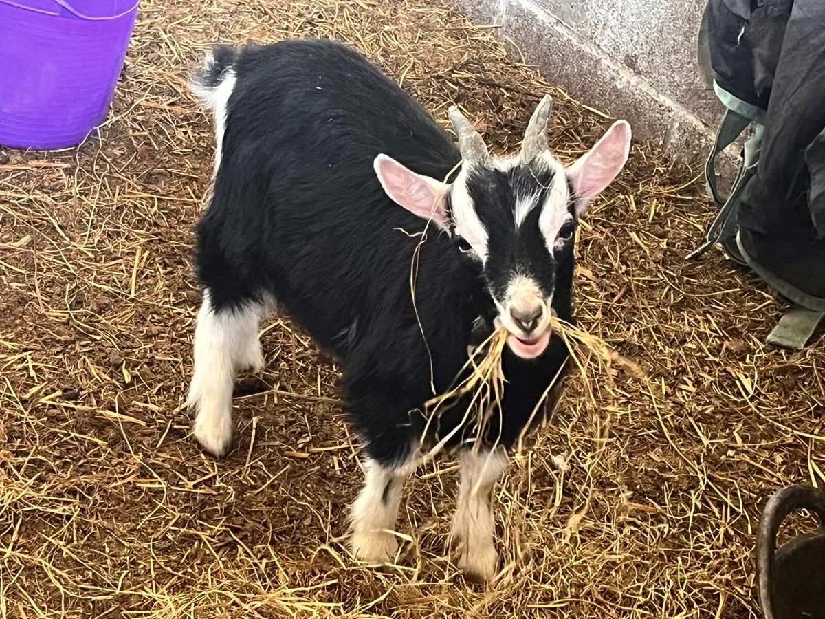 Pygmy x goats -  males - Image 2