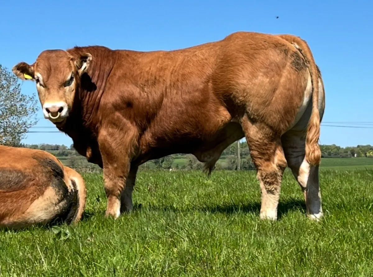 Exceptional Limousin Bull & Hay for sale - Image 1