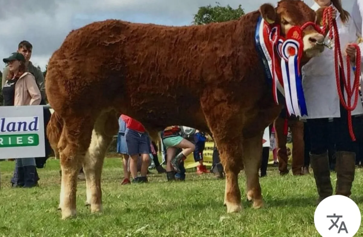 Exceptional Limousin Bull & Hay for sale - Image 2